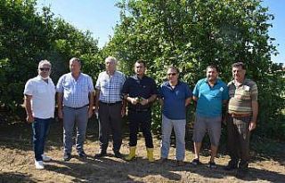 Narenciye üreticisi destek bekliyor