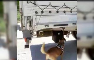 Narkotik köpeği buldu TIR dorsesinde yakalandı