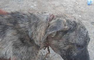Naylon ip köpeğin boynunu kesti