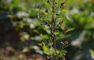 Nesli tükenen bitkiler koruma altında