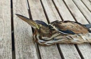 Nesli tükenmek üzere olan balaban kuşu yaralı...