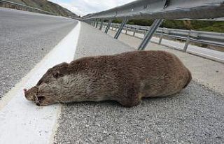 Nesli tükenmekte olan su samuru, aracın çarpması...