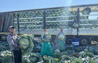 Niğde’de beyaz lahana hasadı başladı