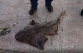 Oltaya takılan nesli tükenme tehlikesi altında...