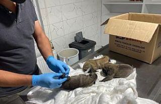 Ölüme terk edilen köpek yavruları kurtarıldı