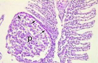 OMÜ’lü bilim insanları yeni bir parazit türü...