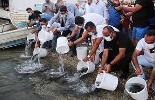 Önce denizi temizlediler sonra 30 bin yavru balığı...