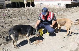 Önce vatandaşların sonra da sokak hayvanların...