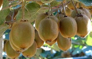 Ordu kivisinde ’erken hasat’ uyarısı