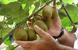 Ordu kivisinde rekolte kaybı bekleniyor