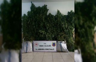 Ordu’da jandarmadan uyuşturucu operasyonu