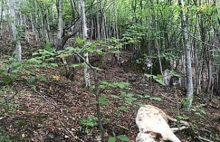 Ordu’da kayalıklardan düşen büyükbaş hayvanlar...
