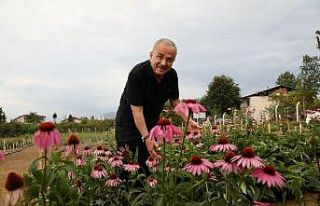 Ordu’da tıbbi ve aromatik bitkilerin hasadı başladı