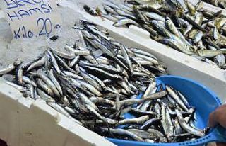 Ordu’da yerli hamsi tezgahlarda