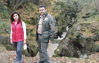 Orman İşletme Şefi Şen: “Bahçe temizliklerinde...