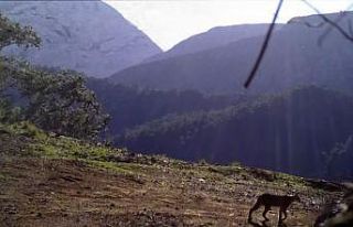 Ormanın hayalet kedisi Karakulak, Antalya sınırlarında...