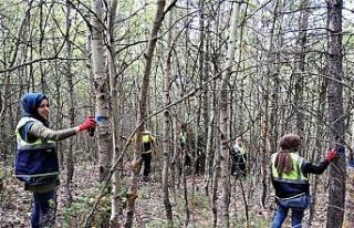Ormanlarda gençleştirme çalışmaları