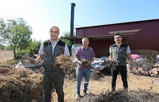 Ormanlardaki aromatik bitki zenginliği yeni gelir...