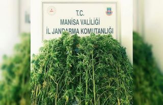 Ormanlık alana ekilen kenevirler drone ile tespit...