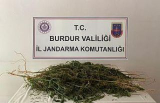 Ormanlık alana kenevir ekimi jandarmanın gözünden...