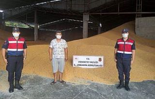 Osmaniye’de 52 ton mısır çalan şahıs yakalandı