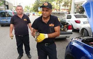 Otomobil motoruna giren yavru kedi kurtarıldı