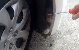 Otomobil tamponunda mahsur kalan kedi kurtarıldı
