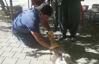 Otomobilin çarptığı yavru köpek kalp masajı...