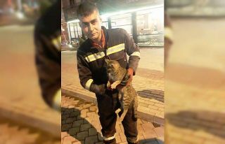 Otomobilin motor bölümünde mahsur kalan kedi kurtarıldı