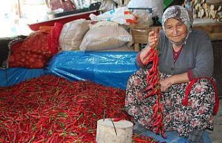 (ÖZEL) 152 yıldır aynı tohumdan acı kırmızı...