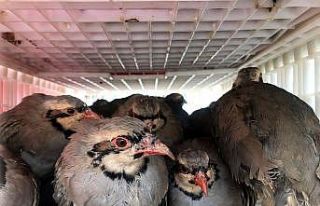 (Özel) Antalya’nın 640 mahallesinde 18 bin kınalı...