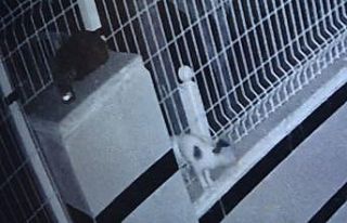 (ÖZEL) Ayağı bahçe teline sıkışan yavru kedi...