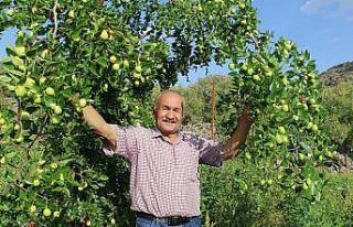(ÖZEL) Başkent’in yanı başında yetişen Çin...