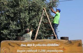 (Özel) Bin 200 yaşındaki zeytin ağacından kasa...