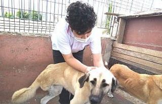 (Özel) Boncuk’a sahip çıktılar