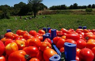 (Özel) Çanakkale Domatesi’ne piyango vurdu