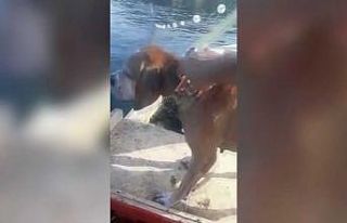 (Özel) - Denizde boğulmak üzere olan köpeği balıkçılar...