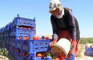 (ÖZEL) Domateste yüksek verim tezgahtaki fiyatı...