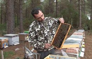 (Özel) İstanbul’da başladığı arıcılıkta...