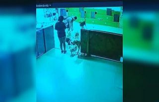 (Özel) Köpek otelindeki ölüm savcılığa taşındı