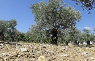 (Özel) Kuraklık alarmı...’Zeytinde az su isteyen...