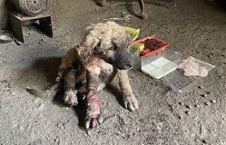 (ÖZEL) Otomobilin ezdiği ve kanlar içinde kalan...