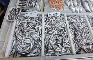 (Özel) Poyraz, balık fiyatlarını allak bulak etti