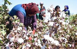 (Özel) Şanlıurfa’da şarkılı türkülü pamuk...