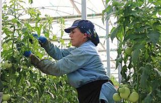 (ÖZEL) Sıcak su ile yıllık bin 200 ton domates...