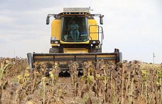 (ÖZEL) Tohumluk ayçiçeği hasadı üreticilerin...