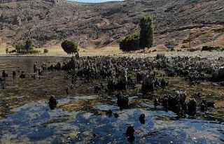 (Özel) Van Gölü’nün suyu çekildi binlerce yıllık...
