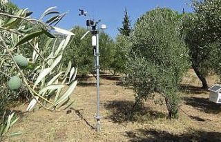 (Özel) Yüksek teknoloji ile zeytinlikler daha az...