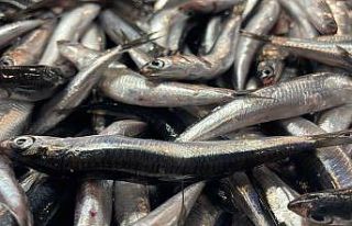 Palamuttan umduğunu bulamayan balıkçıların yüzünü...