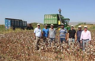 Pamuk ekimi yüzde 50 arttı